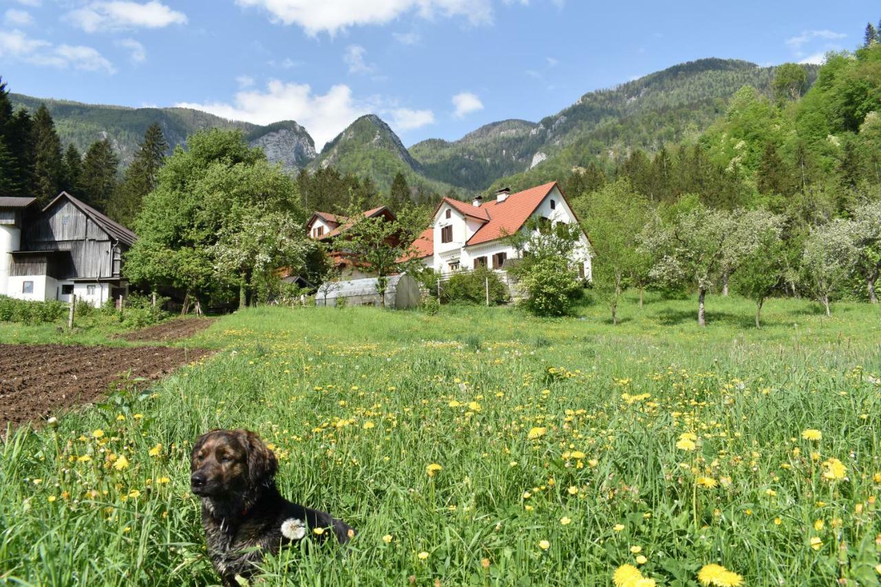 Vila Turisticna Kmetija Stoglej Luče Exteriér fotografie